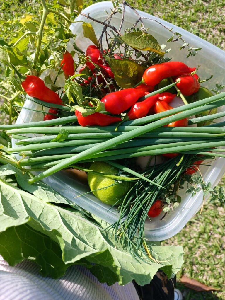 experiencia de colher temperos na farm hospitality