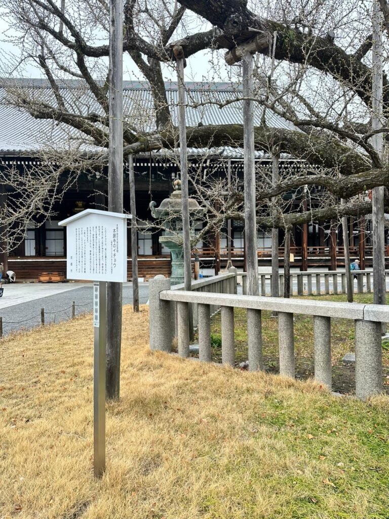 Uma antiga e majestosa árvore Ginko Biloba no Japão, com seu tronco robusto cercado por uma cerca de proteção tradicional e amarrações de corda sagrada (Shimenawa). Suas folhas douradas em forma de leque simbolizam longevidade e resistência.