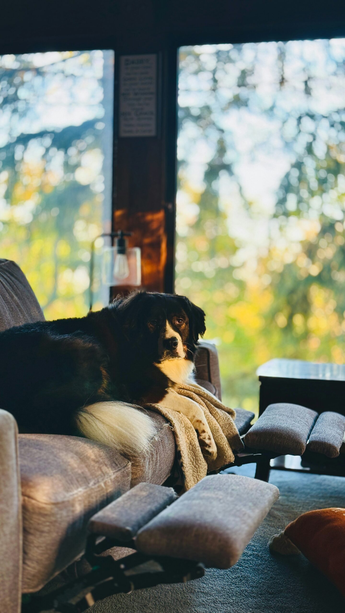 Cachorro no sofá aquecido com lareira em chalé de Gramado Serra Gaúcha no inverno