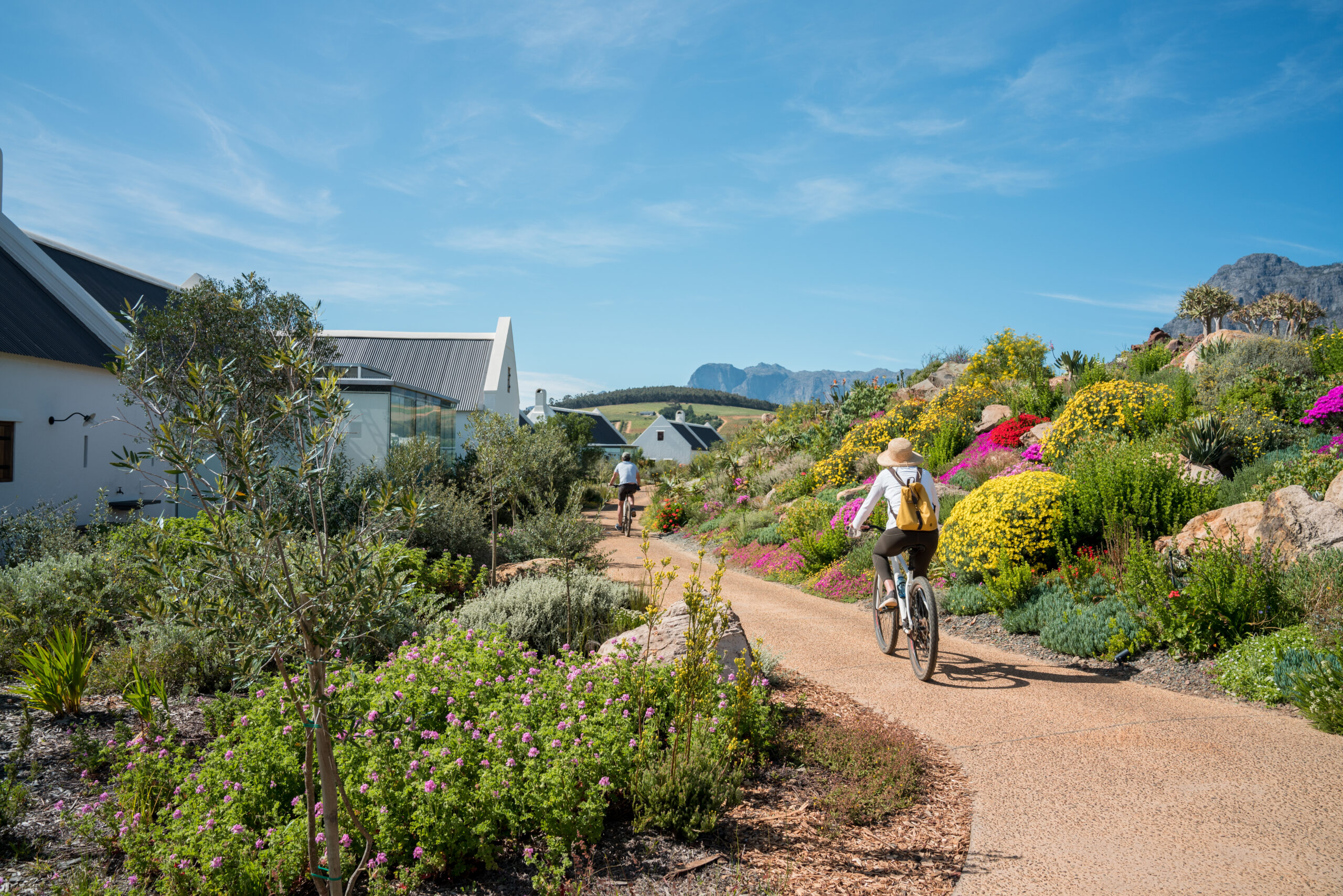 Ciclismo entre os Fynbos Cottages do Babylonstoren hotel com vegetação nativa em flor